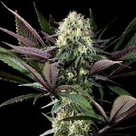 Apple Fritter Bioboost > Kannabia Seeds